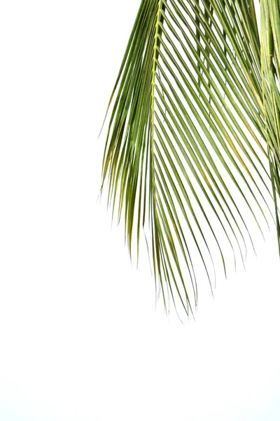 Liści na białym tle kokosowe — Zdjęcie stockowe