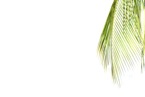 Изолированные кокосовые листья — стоковое фото
