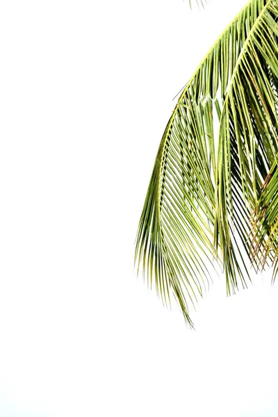 화이트에 코코넛 잎 — 스톡 사진