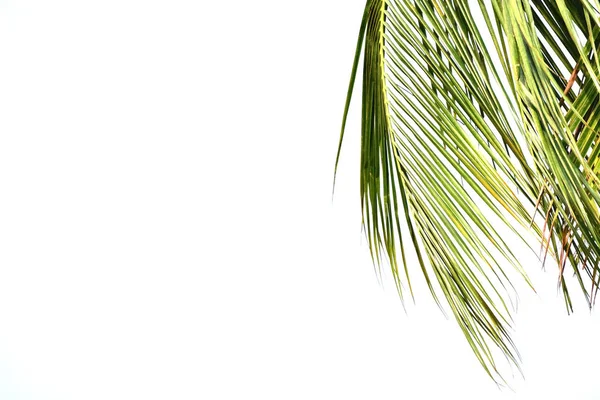 Liści na białym tle kokosowe — Zdjęcie stockowe