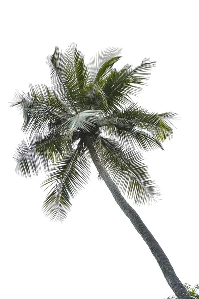 Árbol de coco aislado — Foto de Stock