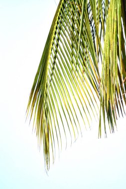 beyaz üzerine Hindistan cevizi yaprakları