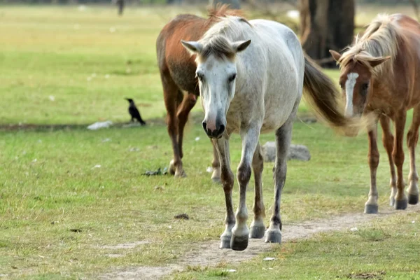 Caballos Caminando Parque — Foto de Stock