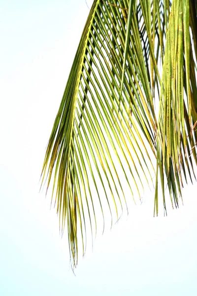 Kokos liście na białym tle — Zdjęcie stockowe