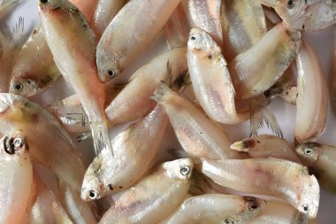 Taze uskumru yığın beyaz masa üzerinde balık 