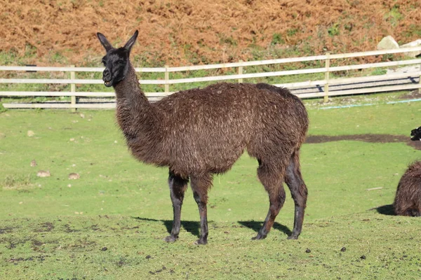 Llama. Questi animali stanno diventando comuni come animali da allevamento per la lana che producono. — Foto Stock