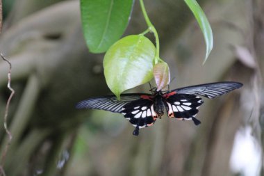Büyük sarı Mormon kelebek 
