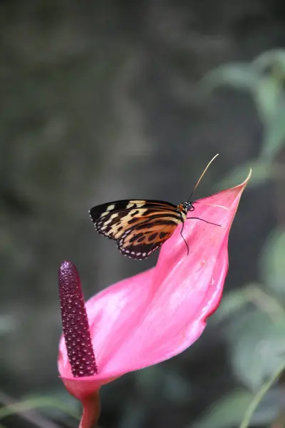 Tygrys longwing motyl — Zdjęcie stockowe