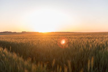 Yazın batan güneşin altında güzel bir tarla.