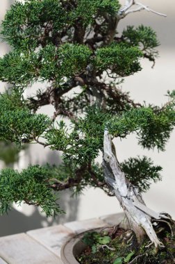 Küçük pot closeup içinde zarif bonsai ağacı. Japon geleneksel sanat formu.  