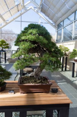 Zarif bonsai ağacı ahşap kutu closeup içinde. Japon geleneksel sanat formu.