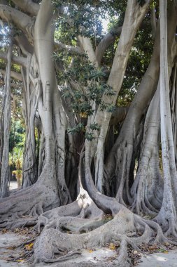 Çok dev bir ağaç, Ficus Macrophylla, Botanik Bahçesi Palermo, Sicilya, İtalya