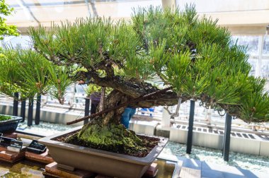 Küçük kare pot closeup içinde zarif bonsai ağacı. Japon geleneksel sanat formu.