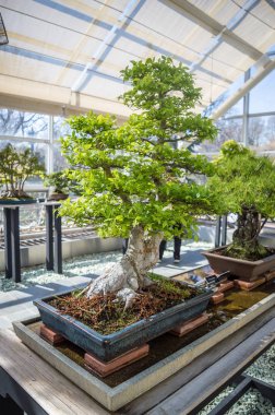 New York, Ny / Amerika Birleşik Devletleri - Nisan 2016: bonsai Sergisi Brooklyn Botanik Bahçesi içinde. Bir ahşap kutu closeup zarif bonsai ağacı.