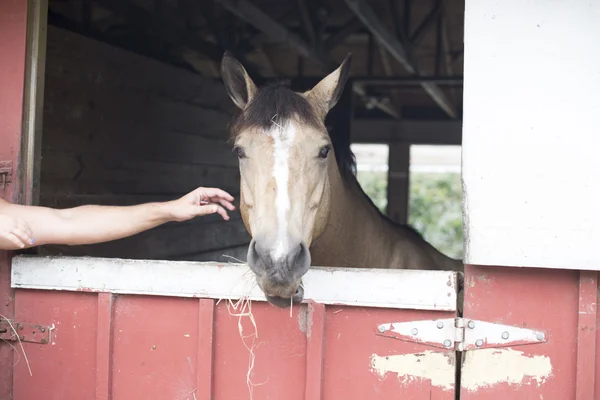 Güzel kestane at gözler