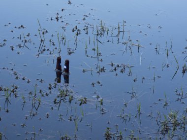 Göl kenarında korkuluk boş bira şişeleri