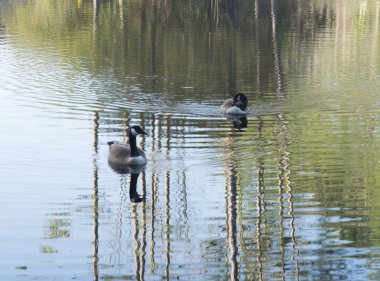 İki ördek kristal göl temizleyin