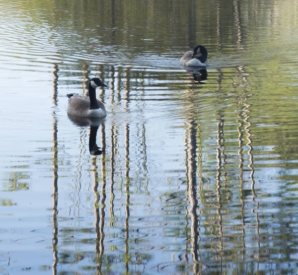 Две утки в кристально чистом озере — стоковое фото