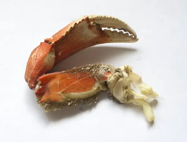 Dungeness crab-claw — Stockfoto