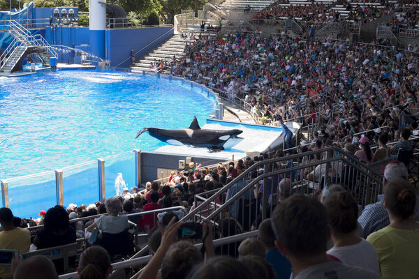 Killer whale greets crowed of visitors people during show at Sea World