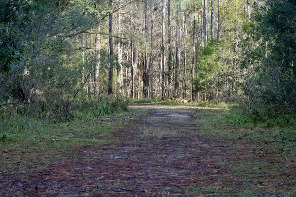 Route forestière sombre dans la forêt de printemps — Photo