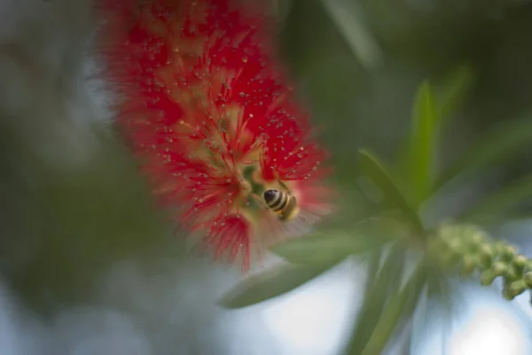 Bal arısı Callistemon kırmızı bottlebrush çiçek