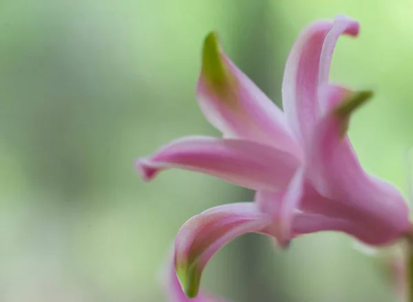 Pink hyacinth flower — Stock Photo, Image