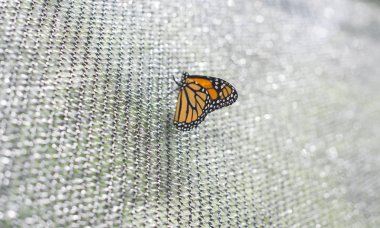 Monarch kelebek üzerine sığ arka plan