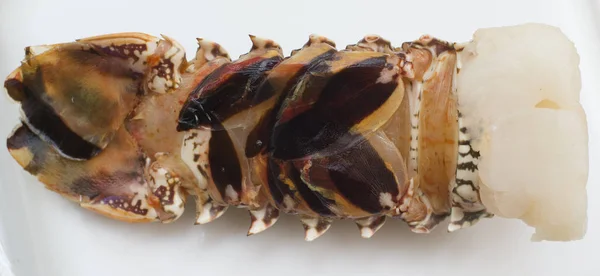 Istakoz kuyruğu dow ters