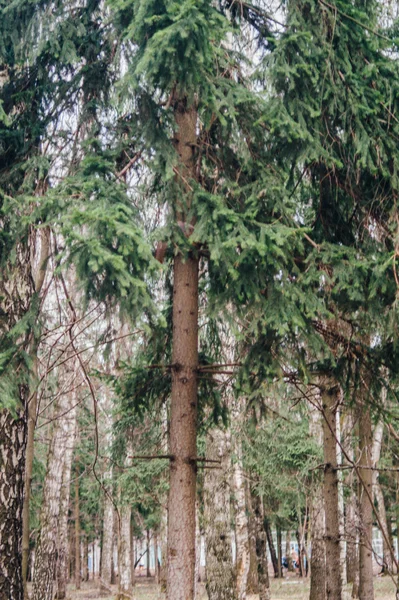 Eichhörnchen läuft auf Nadelbaum. Versteck. — Stockfoto