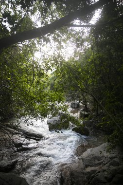 Samui Adası. Yeşil dağların güzel bir manzarası. Orman ve palmiye ağaçlarının manzarası. Gökyüzü açık.