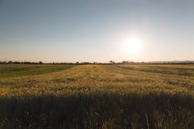 Tarlaların manzarası güzelmiş. Gün batımı. Tahıl toplama zamanı. Romantizm, sıcak renkler, dikenler.
