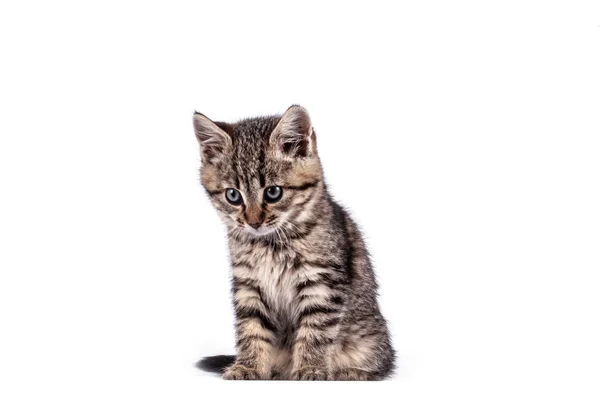 Retrato de gato de ojos verdes — Foto de Stock