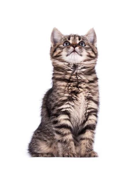 Porträt einer Katze mit grünen Augen — Stockfoto