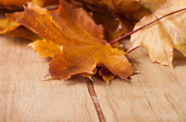 Ahşap üzerine sarı sonbahar yaprakları