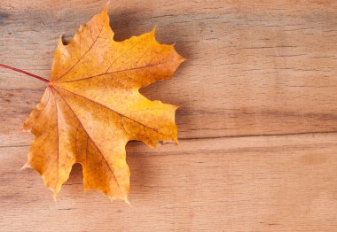 Ahşap üzerine sarı sonbahar yaprakları 