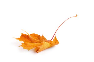 izole sarı sonbahar yaprak 