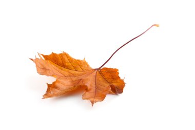 izole sarı sonbahar yaprak 