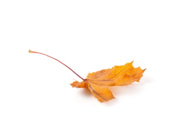 izole sarı sonbahar yaprak 