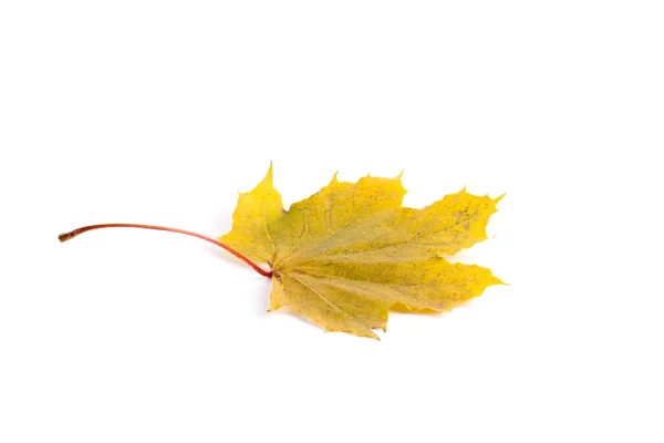 Hoja de otoño amarillo aislado — Foto de Stock