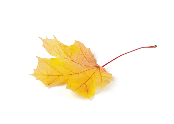 Folha de outono amarelo isolado — Fotografia de Stock