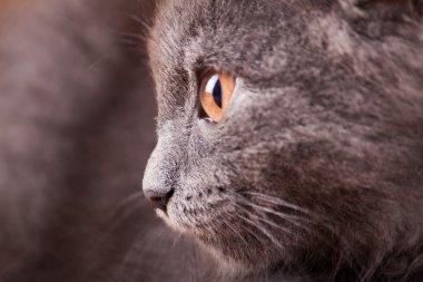 Kabarık kedi yavrusu yakın çekim