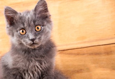 Tüylü yavru kedi ve sarı sonbahar yaprakları