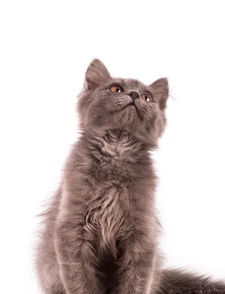 Gatinho fofo isolado no fundo branco — Fotografia de Stock