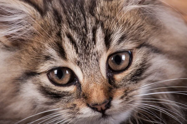 Kabarık kedi yavrusu ahşap arka plan üzerinde kapat. — Stok fotoğraf