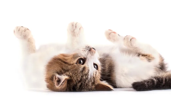 Gattino soffice isolato su sfondo bianco . — Foto Stock
