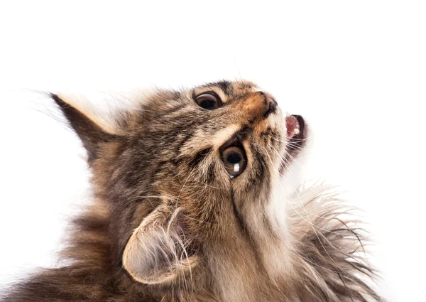 Gatinho fofo isolado no fundo branco . — Fotografia de Stock