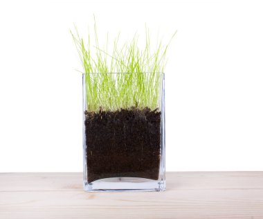 Cam vazo ile genç taze yeşil çimen