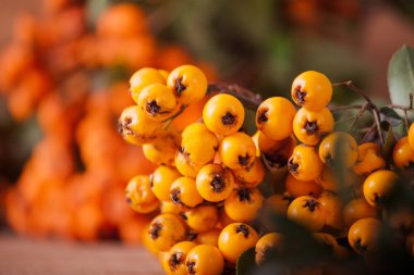 Ahşap arka plan üzerinde izole ateş dikeni