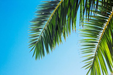 Mavi gökyüzü arka planında yeşil palmiye ağacı